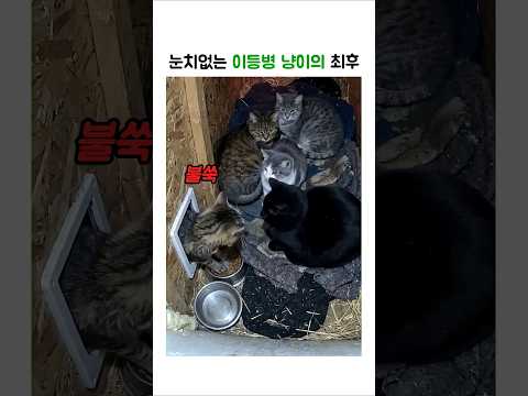 눈치없는 냥냥이의 최후 #웃긴동물 #고양이 thumbnail