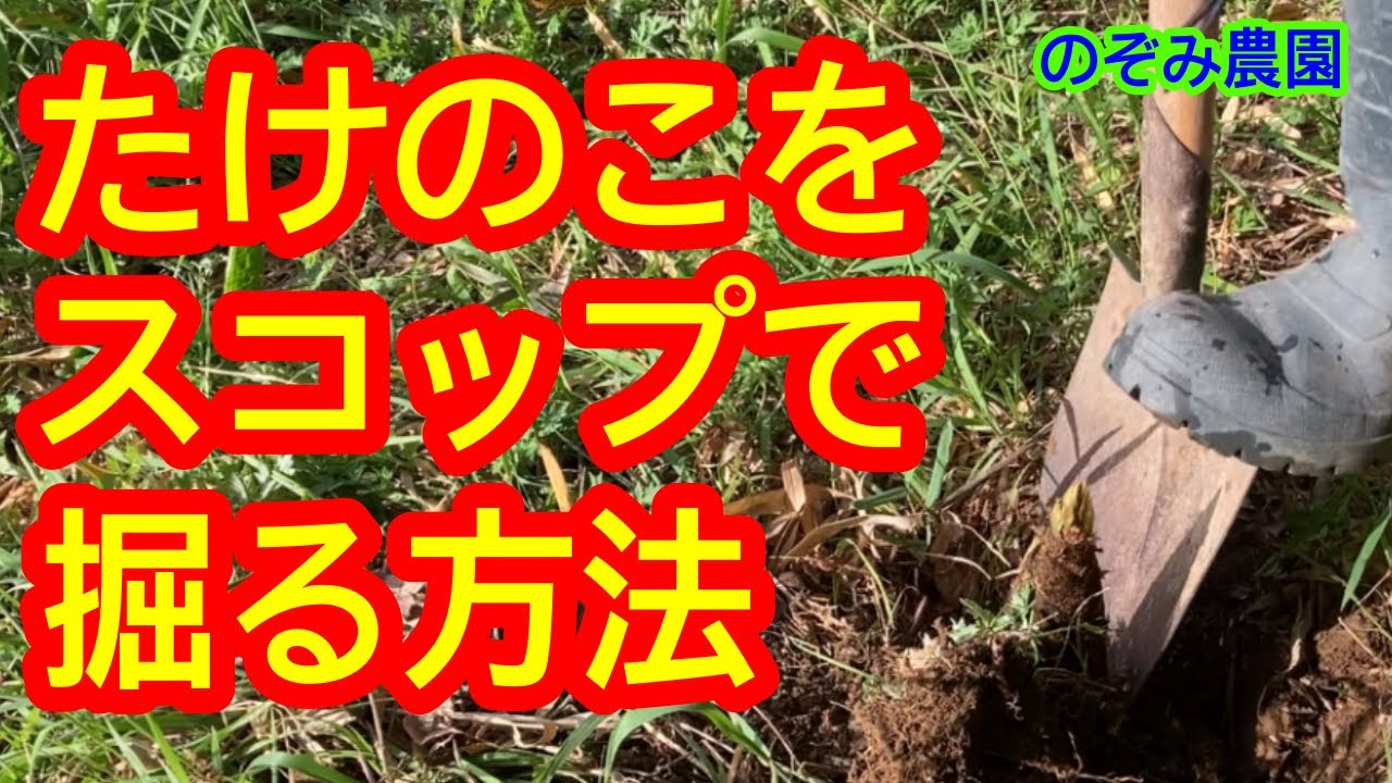 たけのこ】タケノコをスコップで掘ってみました。コツはいりますが
