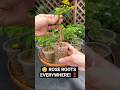 😲 Rose Cutting se Bonsai! Amazing Root Growth Secret 🌹 #shorts