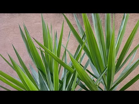 هذا  المشروع العقاري يرجع رأسمال  بأقل من ثلاث سنوات وهو الاقوى بالعالم