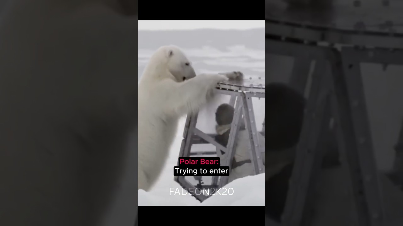 Reporter meets Polar Bear😳#edit #fyp #trending #trollface