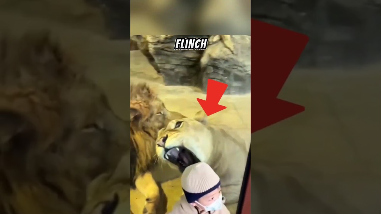 lioness attack baby !