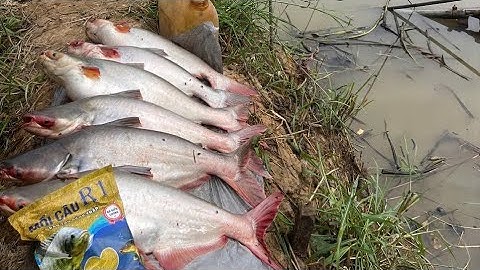 Câu cá tra thiên nhiên với mồi câu R1 và R3 #camr1 #camr2 #camr3 
