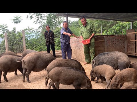 Many customers come to Jhonys farm to buy wild pigs and chickens in large quantities