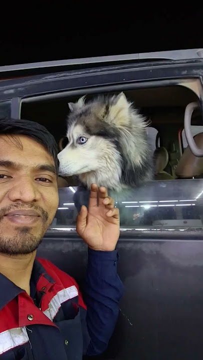 #campursari #cover #dangdut #dog #dogs