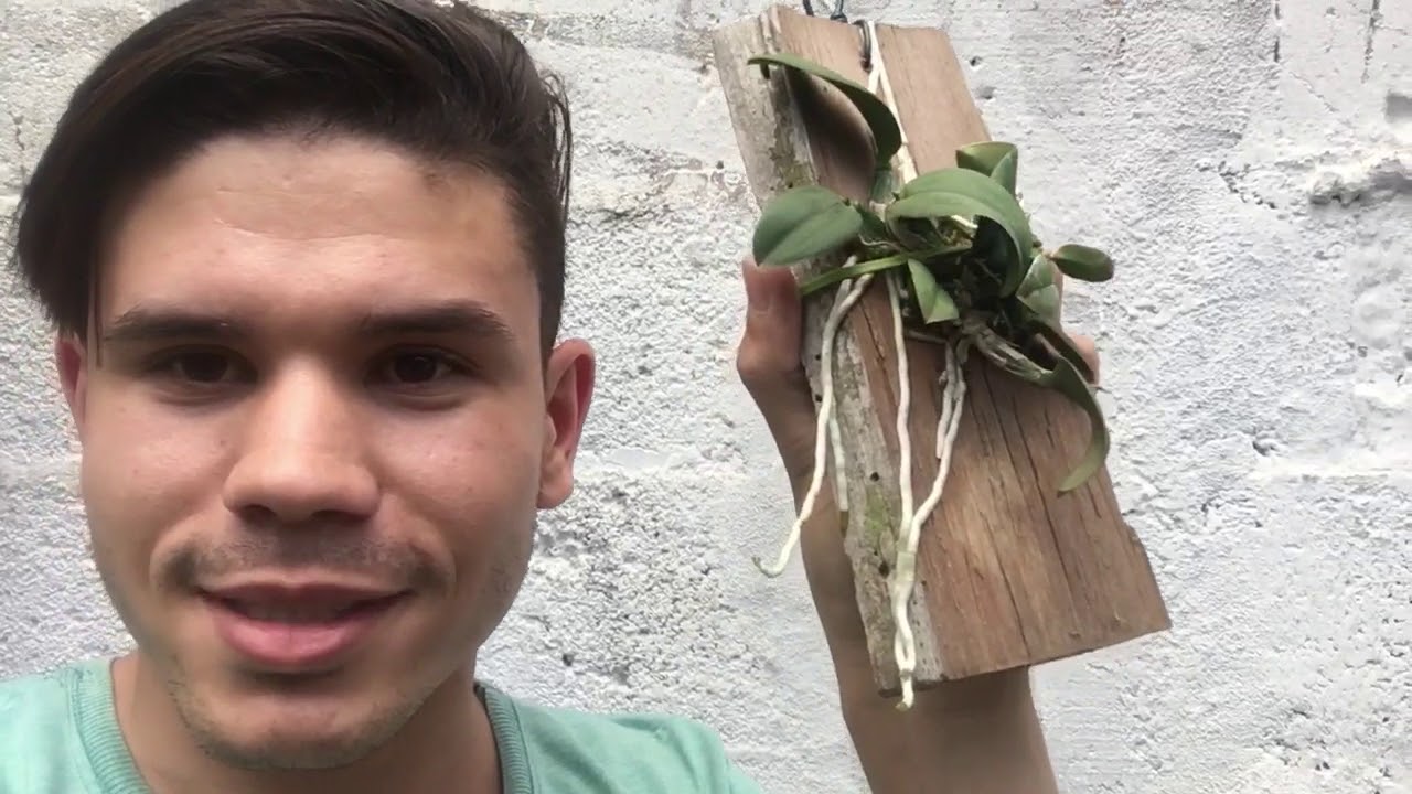 CULTIVO de ORQUÍDEAS em madeira e FLORAÇÃO em meu ORQUIDÁRIO