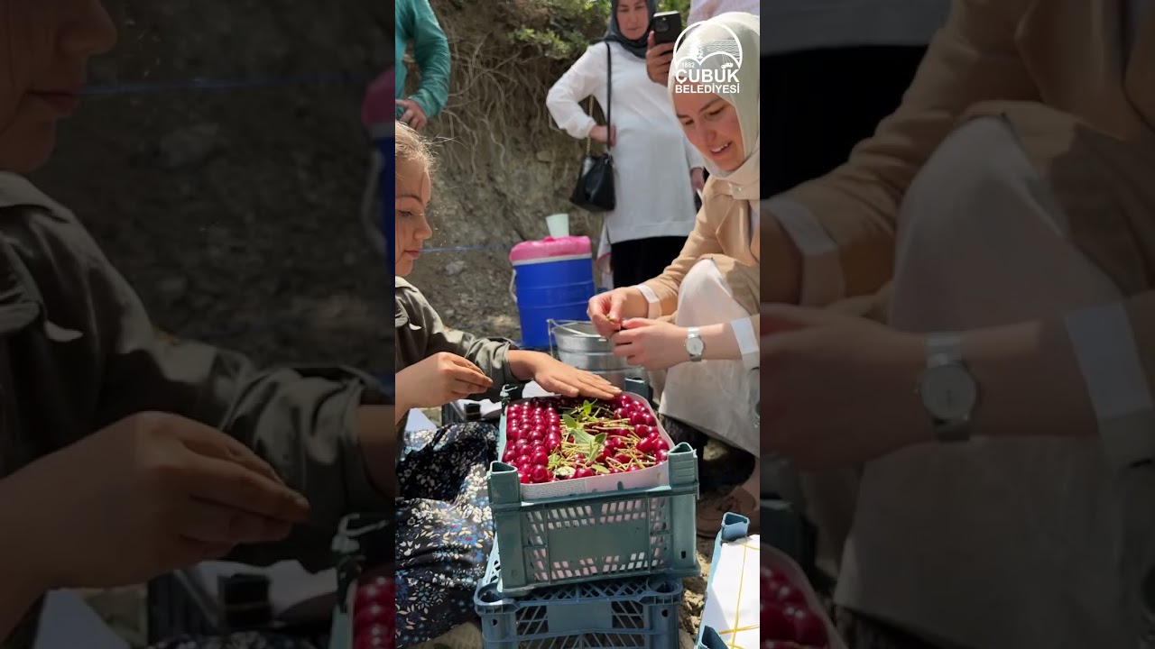 Çubuk'ta Meyve Hasadı