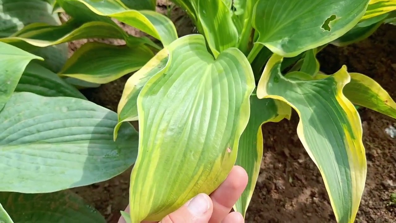 ХОСТЫ В МОЕМ САДУ/СЕРЕДИНА АВГУСТА