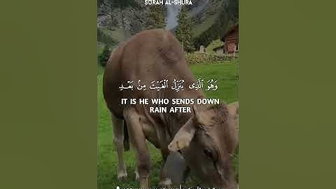 "وهو الذي يقبل التوبة عن عباده ويعفو عن السيئات" سورة الشورى Surah Ash-Shura #عبدالولي_الاركاني