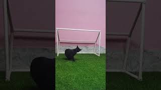 Funny cat playing football | goalkeeper cat #shorts #short #cat