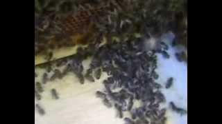 تكور النحل على الملكة بعد خروجها من التقفيص ،منتديات ابو فراس الحافظ