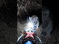 What a Star-Nosed Mole Sees Underground | Realistic POV