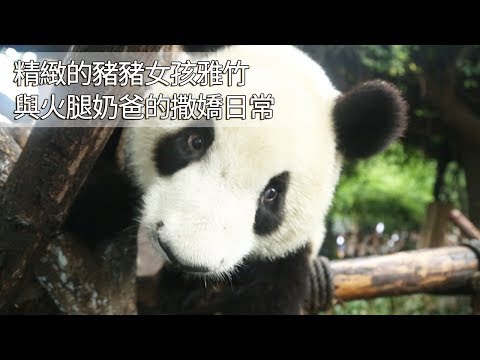 《熊貓早晚安》精緻的豬豬女孩雅竹與火腿奶爸的撒嬌日常 | iPanda
