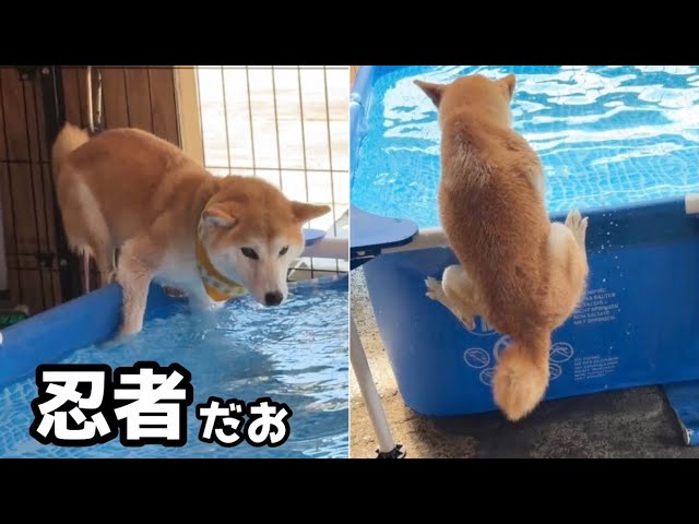 手のひら柴犬　ニコニコ YouTube