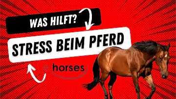 Wie zeigt ein Pferd Stress?