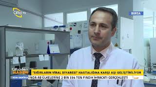 Sığırların viral diyaresi hastalığına karşı  aşı geliştiriliyor
