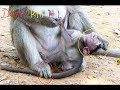 omg! It breaks heart mom monkey bite her baby nearly die, It is so hurt baby monkey, Why mom hit it?