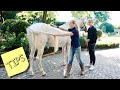 THESE 4 STRETCHES WILL HELP YOUR HORSE