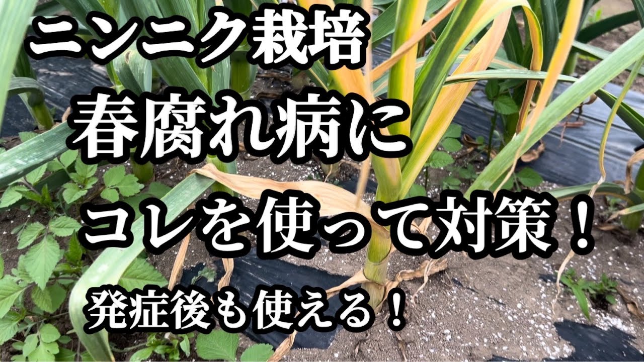 【ニンニク栽培】春腐れ病になってからでも使える！予防と治療を兼ね備えた、腐れ系病気に有効な万能薬です【家庭菜園】