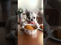 A cute dog ready to eat fried chicken