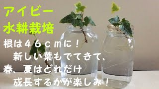 アイビー ヘデラ 水栽培 観葉植物 根が46cm 新しい葉もでてきた 春 夏はどれだけ成長するか楽しみ Youtube アイビー ヘデラ 水栽培 観葉植物 根が46cm 新しい葉もでてきた 春 夏はどれだけ成長するか楽しみ Youtube