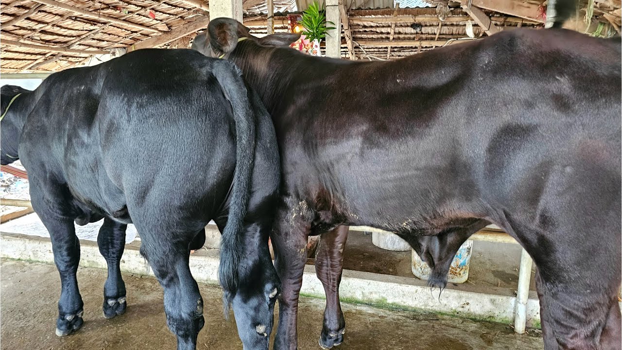 15/1/2025 .ĐT.0973504330 BB KEM PHÁP ĐỘ ĐẸP GIÁ 19.500 ĐẾN 28.500