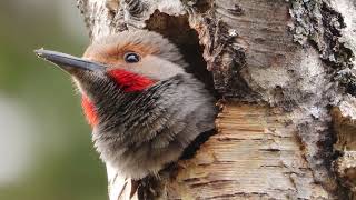 Northern Flicker Relaxing
I would like to give a Appreciation SHOUT OUT to more of our Lovely Subscribers , please take the time to check out these Wonderful Channels if they interest you. Thanks Everyone.
#Northernflicker #Woodpecker #Birds
Under these mention information on video.
In English, русский , Français, Ελληνικά, Nederlands, Deutsche
@SCG77 -Drapheson
@HuggieHuggie2lovesYou -Huggie
@photographyadventuresbygraciel - Gracie
@AltayFamily -Hasan & Annisa
@PapyJeanmarry -Papy Jeanmarry Grandpa
@TravelwithSnowGirl -SnowGirl
@gregwilsonnaturephotography -Greg
@NorwayHikesTrails -Arnstein
@floridacritters802 -Lily
@kshitijaya2509 -Kshitijaya
@SurpriseHunters -Alex
@FunnySurpriseToys
@PetersJukebox -Peter
@mijansphotography9663 - Mijan
@full662
@Hot-O-Media -Hoto
@LydiaUndEichhoernchen - Lydia
@pigeonarmy426
English
They eat more ants than any bird in north America . They have a nickname the anteaters of the sky. Their bill helps them hunt for ants on the ground and on the side of trees. One scientist found over 2000 different species of ants in a single Northern Flickers stomach!
They nest in dead trees and snags
Northern Flickers dont build the typical nest. The mate pair excavates out the inside of the rotting tree, building a hole with a single entrance. The tunnel goes down between 6 to 18 inches and opens into a chamber where the female will lay her eggs, on the bedding of woodchips from their construction process.
Russian
Они едят больше муравьев, чем любая птица в Северной Америке. У них есть прозвище небесные муравьеды. Их клюв помогает им охотиться на муравьев на земле и на деревьях. Один ученый обнаружил более 2000 различных видов муравьев в желудке одного северного мерцания!
Гнездятся на мертвых деревьях и корягах.
Северные фликеры не строят обычное гнездо. Пара помощников выкапывает внутреннюю часть гниющего дерева, строя яму с единственным входом. Туннель уходит на глубину от 6 до 18 дюймов и открывается в камеру, где самка откладывает яйца на подстилку из древесной щепы в процессе их строительства.
French
Ils mangent plus de fourmis que nimporte quel oiseau en Amérique du Nord. Ils ont un surnom les fourmiliers du ciel. Leur bec les aide à chasser les fourmis au sol et à côté des arbres. Un scientifique a trouvé plus de 2000 espèces différentes de fourmis dans lestomac dun seul Pic flamboyant !
Ils nichent dans les arbres morts et les chicots
Le Pic flamboyant ne construit pas le nid typique. La paire de compagnons creuse lintérieur de larbre pourri, construisant un trou avec une seule entrée. Le tunnel descend entre 6 et 18 pouces et débouche dans une chambre où la femelle pondra ses œufs, sur la litière de copeaux de bois issus de leur construction.
Greek
Τρώνε περισσότερα μυρμήγκια από οποιοδήποτε πουλί στη Βόρεια Αμερική. Έχουν παρατσούκλι οι μυρμηγκοφάγοι του ουρανού. Ο λογαριασμός τους τους βοηθά να κυνηγούν μυρμήγκια στο έδαφος και στην πλευρά των δέντρων. Ένας επιστήμονας βρήκε πάνω από 2000 διαφορετικά είδη μυρμηγκιών στο στομάχι ενός και μόνο Northern Flicker!
Φωλιάζουν σε νεκρά δέντρα και σκάλες
Το North Flickers δεν χτίζει την τυπική φωλιά. Το ζευγάρι ανασκάπτει το εσωτερικό του δέντρου που σαπίζει, δημιουργώντας μια τρύπα με μια μόνο είσοδο. Η σήραγγα κατεβαίνει από 6 έως 18 ίντσες και ανοίγει σε έναν θάλαμο όπου το θηλυκό θα γεννήσει τα αυγά της, πάνω στο στρώμα των ροκανιδιών από τη διαδικασία κατασκευής τους.
Dutch
Ze eten meer mieren dan welke vogel dan ook in Noord-Amerika. Ze hebben de bijnaam de miereneters van de lucht. Hun snavel helpt hen bij het jagen op mieren op de grond en aan de zijkant van bomen. Een wetenschapper vond meer dan 2000 verschillende soorten mieren in de maag van een enkele Northern Flicker!
Ze nestelen in dode bomen en haken en ogen
Northern Flickers bouwen niet het typische nest. Het partnerpaar graaft de binnenkant van de rottende boom uit en bouwt een gat met een enkele ingang. De tunnel gaat tussen de 6 en 18 inch naar beneden en komt uit in een kamer waar het vrouwtje haar eieren zal leggen, op het beddengoed van houtsnippers uit hun constructieproces.
German
Sie fressen mehr Ameisen als jeder andere Vogel in Nordamerika. Sie haben einen Spitznamen Ameisenbären des Himmels. Ihr Schnabel hilft ihnen, Ameisen auf dem Boden und an der Seite von Bäumen zu jagen. Ein Wissenschaftler fand über 2000 verschiedene Ameisenarten im Magen eines einzigen Northern Flicker!
Sie nisten in abgestorbenen Bäumen und Baumstümpfen
Northern Flickers bauen nicht das typische Nest. Das Partnerpaar gräbt das Innere des verrottenden Baums aus und baut ein Loch mit einem einzigen Eingang. Der Tunnel geht zwischen 6 und 18 Zoll nach unten und öffnet sich in einer Kammer, in der das Weibchen seine Eier auf die Einstreu von Holzspänen aus ihrem Bauprozess legt. Northern Flicker Relaxing