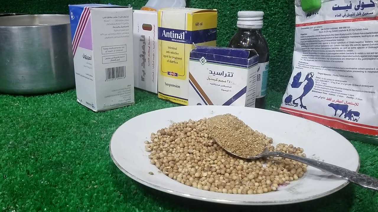 الكزبرة مكون طبيعى معجزة فى علاج جميع انواع الاسهال عند الحمام ويخلى الحمام حديد