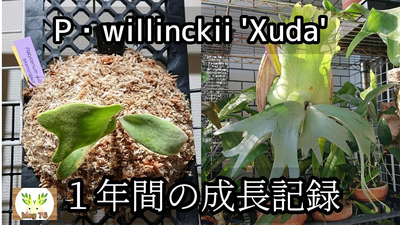 【成長記録】こんなに大きくなりました🌱
