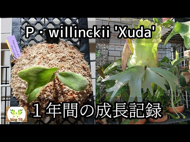 P.willinckii(くるくる)　ビカクシダ子株
