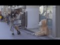 巨大ぬいぐるみが突然動き出すドッキリ / GIANT TEDDY BEAR Scare Prank in Japan Part.2