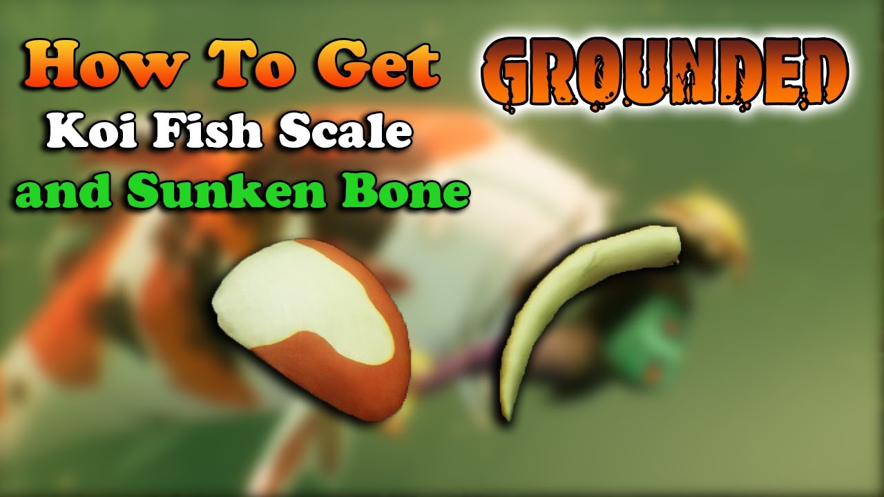 How To Get Koi Fish Scale And Sunken Bone in GROUNDED - YouTube