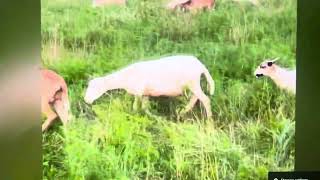 Beautiful flock of 1–2-year-old parasite resistant Green Pastures genetic sheep looking for a home!
