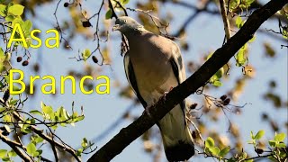 Asa Branca e seu canto típico screenshot 5