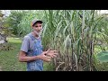 What does Sugar Cane LOOK LIKE?