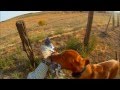 2013 Dove Season Opening Hunt with Copper the Vizsla 2013 Dove Season Opening Hunt with Copper the Vizsla