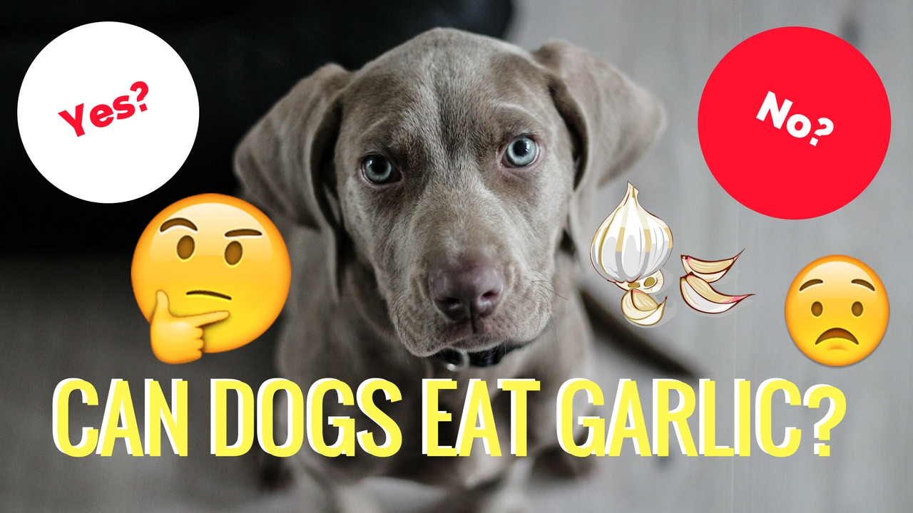 Dogs eat перевод на русский. Garlic Dog. Собака с чесноком. Dog with garlic.