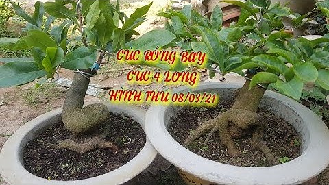 ((Đã BÁN HẾT )))BÁN 5CÂY CÚC RỒNG BAY.10 CÂY CÚC 4 LONG. HÌNH THÚ ĐẸP NGÀY 08/03/21
