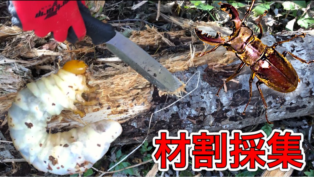 材割り採集でミヤマクワガタの幼虫GET？！ - YouTube