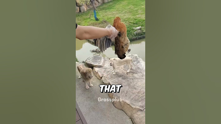Feeding a lion at the zoo #shorts #science