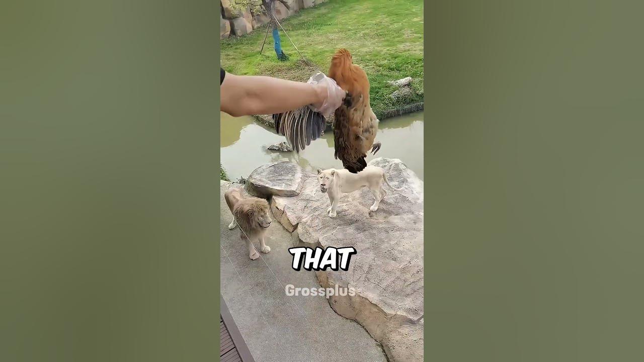 Feeding a lion at the zoo #shorts #science