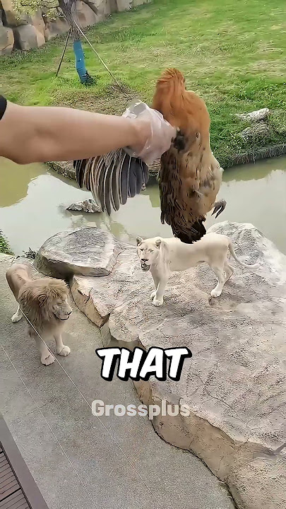 Feeding a lion at the zoo #shorts #science