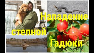 Ейск2023/Мы ездим там,где волки ср*ть боятся!)))/Нападение степной гадюки!!!/Южный корень молодости/