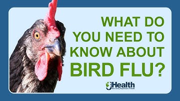 Bird Flu: What do you need to know?