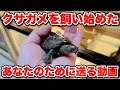 【クサガメ】クサガメを1匹おゆずりしたので、改めて飼育環境を動画にしてみた【亀飼育】