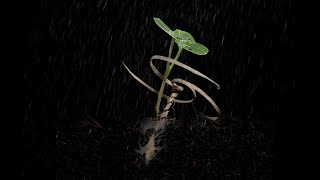 Engineered Magic: Wooden Seed Carriers Mimic the Behavior of Self-Burying Seeds | E-seed