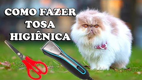 Como é feita a tosa Higienica em gatos?