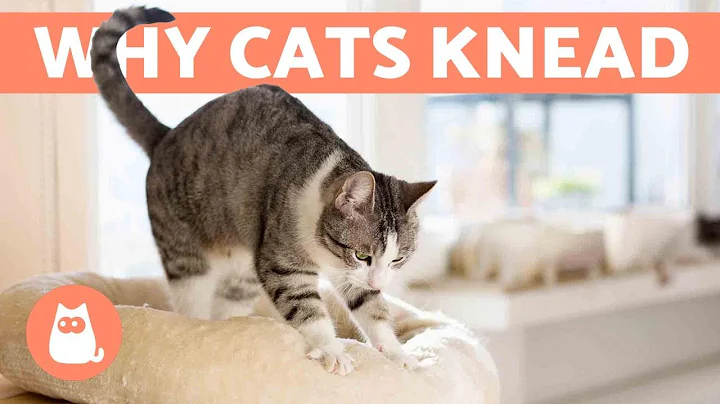 Why Does My Cat KNEAD Me? 😼 Origin and Meanings - DayDayNews