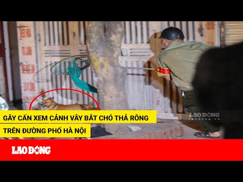 Video Gây cấn xem cảnh vây bắt chó thả rông trên đường phố... - youtube