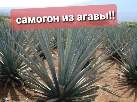 Video: Is klas azul mezcal?